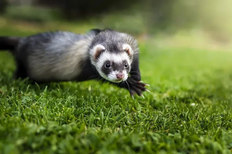Dératisation avec furet prix, Maubeuge, Destru Nuisibles