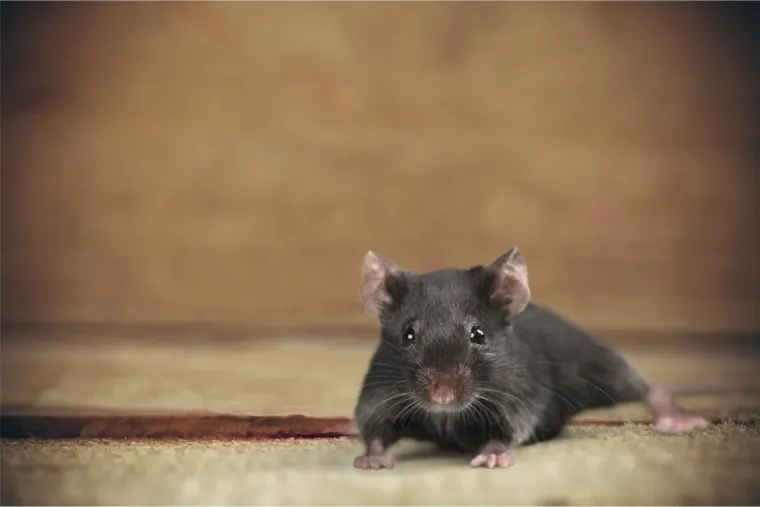 Une souris peut-elle grimper sur un mur lisse?, Maubeuge, Destru Nuisibles