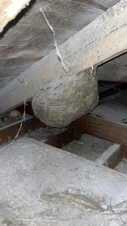 Comment Réagir Face à un Nid de Guêpes sous Toiture, Maubeuge, Destru Nuisibles