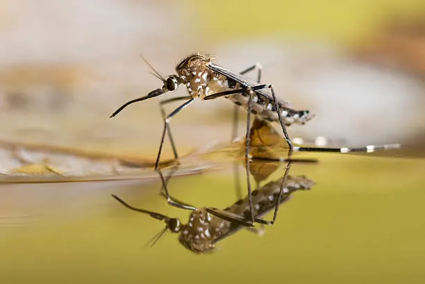 Service de Contrôle des Moustiques avec Moustifilm : Protégez Vos Étangs et Lacs sans Danger pour les Poissons, Maubeuge, Destru Nuisibles