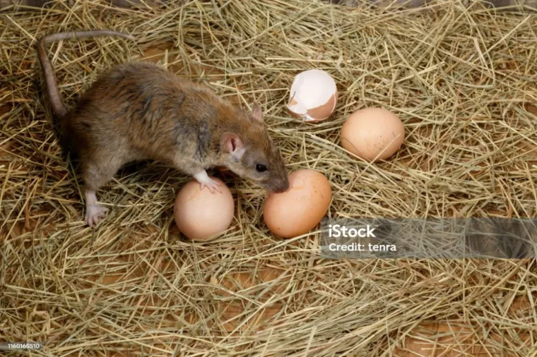 Comment Éviter une Infestation de Rats dans un Poulailler, Maubeuge, Destru Nuisibles