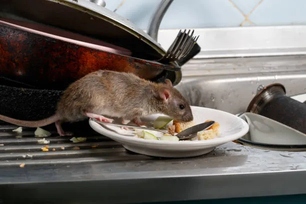 Contrat annuel de dératisation Rat/Souris , Maubeuge, Destru Nuisibles
