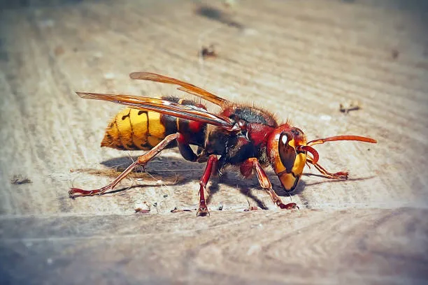 Le Frelon Européen (Vespa crabro) : Tout ce qu'il faut savoir, Maubeuge, Destru Nuisibles