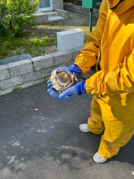 Désinsectisation nid de Frelons Européens à Rousies, Maubeuge, Destru Nuisibles
