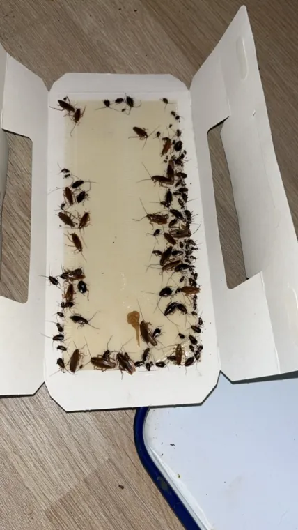 Désinsectisation de cafards à Maubeuge, Maubeuge, Destru Nuisibles