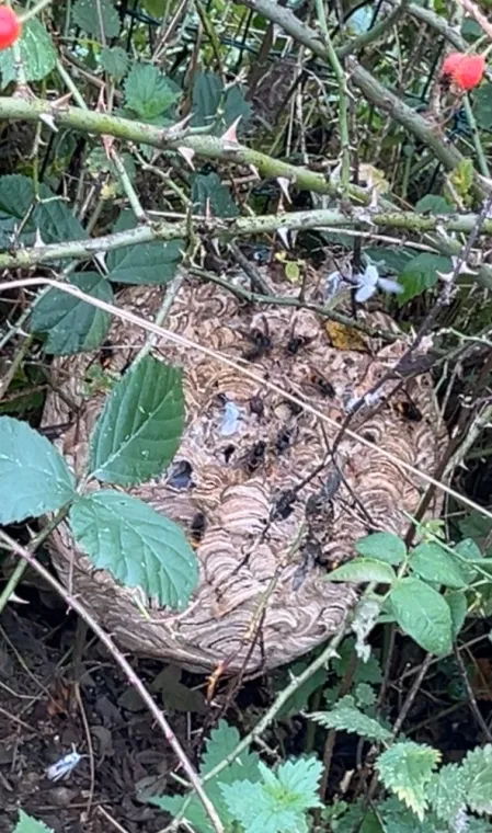 Désinsectisation nid de Frelons Asiatiques à Ferrière la grande, Maubeuge, Destru Nuisibles