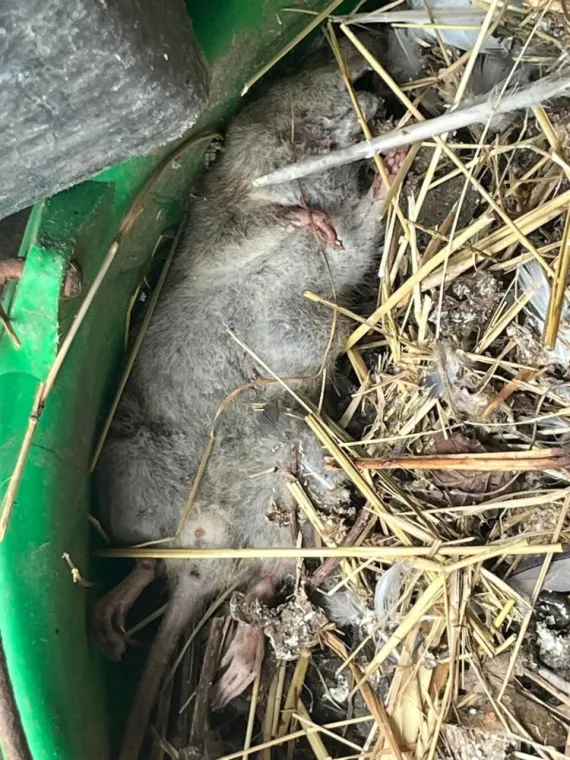 Dératisation dans une ferme - secteur Valenciennes, Maubeuge, Destru Nuisibles