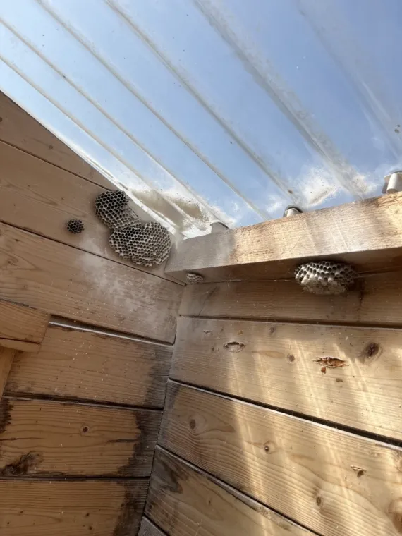 🐝 Intervention à Avesnelles – Élimination de nids de guêpes polistes, Maubeuge, Destru Nuisibles