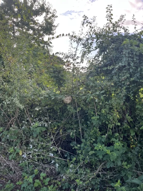 🐝 Intervention à La Longueville : Nid de guêpes en pleine nature, Maubeuge, Destru Nuisibles