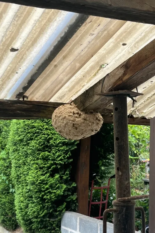 🐝 Intervention à Louvroil : Nid sous abri de jardin, Maubeuge, Destru Nuisibles