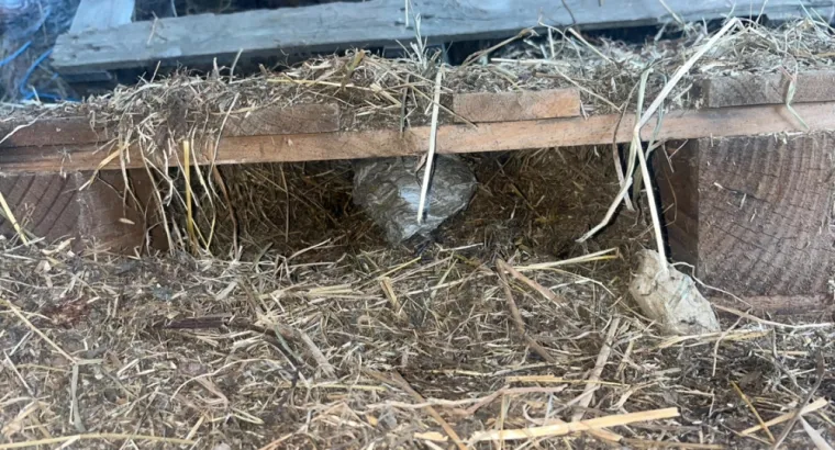 🐝 Intervention à Wattignies-la-Victoire : Nid caché dans une palette, Maubeuge, Destru Nuisibles