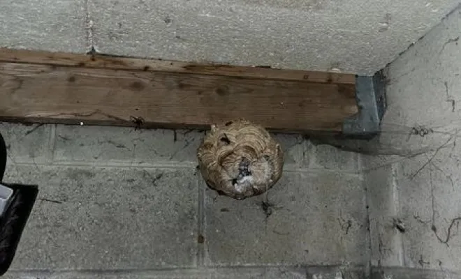 Désinsectisation Nid de Frelons Asiatiques à Vieux-Mesnil , Maubeuge, Destru Nuisibles