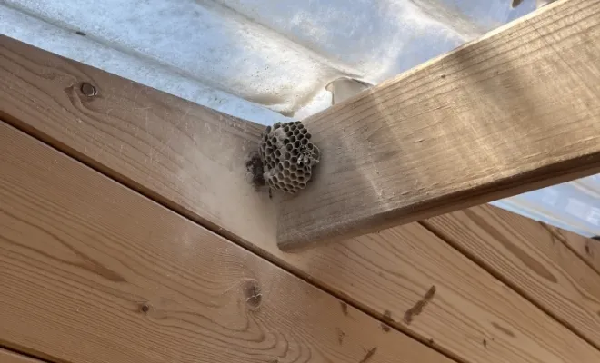 🐝 Intervention à Avesnelles – Élimination de nids de guêpes polistes, Maubeuge, Destru Nuisibles