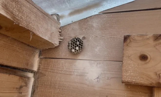 🐝 Intervention à Avesnelles – Élimination de nids de guêpes polistes, Maubeuge, Destru Nuisibles
