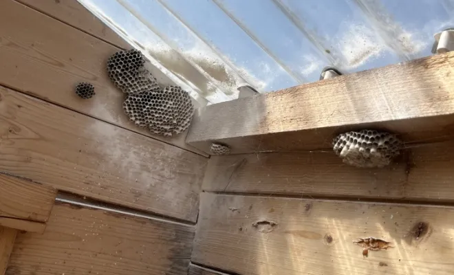 🐝 Intervention à Avesnelles – Élimination de nids de guêpes polistes, Maubeuge, Destru Nuisibles