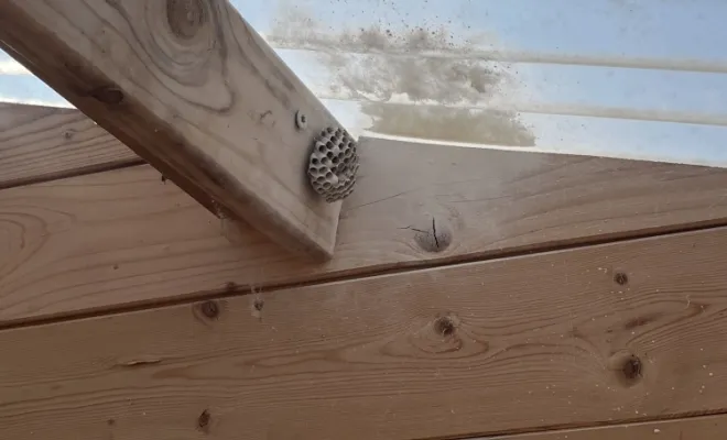 🐝 Intervention à Avesnelles – Élimination de nids de guêpes polistes, Maubeuge, Destru Nuisibles